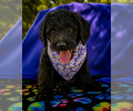 Puppy purple Madonna Labradoodle