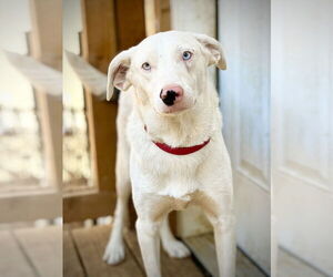 Border Collie-Unknown Mix Dogs for adoption in Milpitas, CA, USA