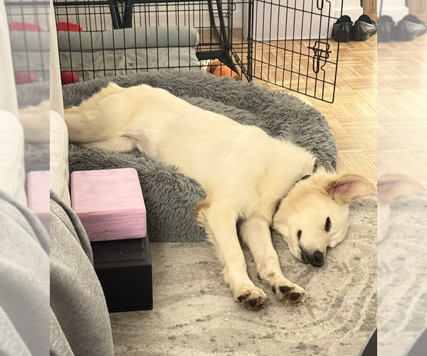 Medium Photo #2 Golden Retriever-Retriever  Mix Puppy For Sale in Brooklyn, NY, USA
