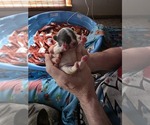 Small #9 French Bulldog