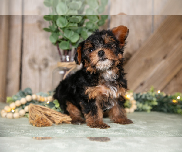 Medium Photo #3 Yorkshire Terrier Puppy For Sale in GREENWICH, OH, USA