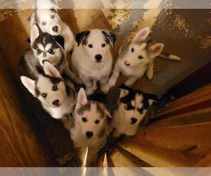 German Shepherd Dog-Siberian Husky Mix Puppy for sale in LOGANVILLE, GA, USA