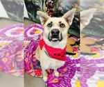 Small #1 Border Collie Mix