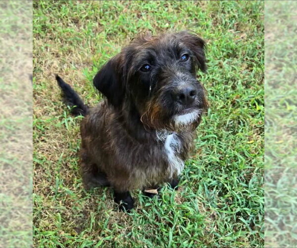 Medium Photo #1 Mutt Puppy For Sale in Alexander, AR, USA