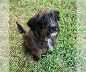 Mutt Dogs for adoption in Alexander, AR, USA