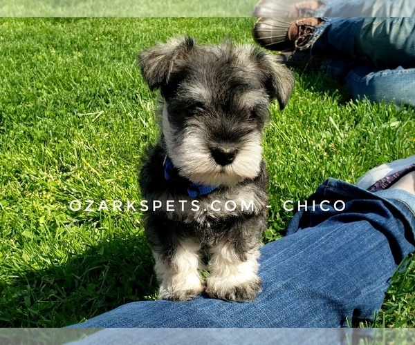 Medium Photo #9 Schnauzer (Miniature) Puppy For Sale in CEDAR GAP, MO, USA