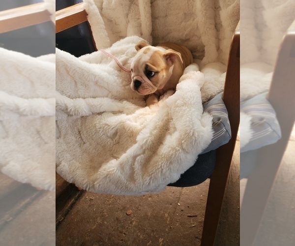 Medium Photo #18 English Bulldog Puppy For Sale in ALBUQUERQUE, NM, USA