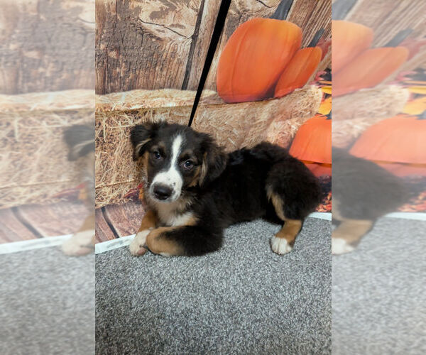 Medium Photo #1 Australian Shepherd Puppy For Sale in Brewster, NY, USA
