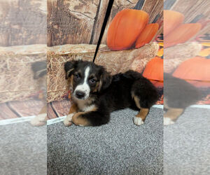 Australian Shepherd Dogs for adoption in Brewster, NY, USA