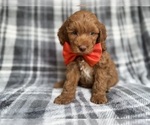 Small #2 Cockapoo (Miniature)