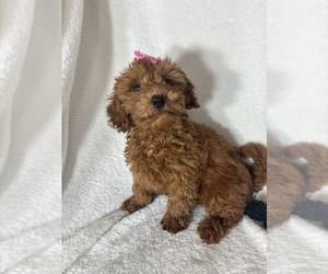 Goldendoodle (Miniature) Puppy for sale in GREENFIELD, IN, USA
