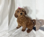 Small Goldendoodle (Miniature)