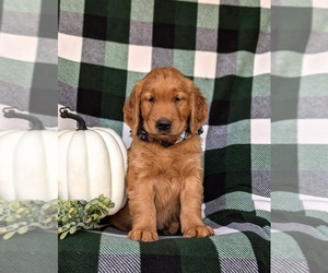 Golden Retriever Puppy for sale in QUARRYVILLE, PA, USA