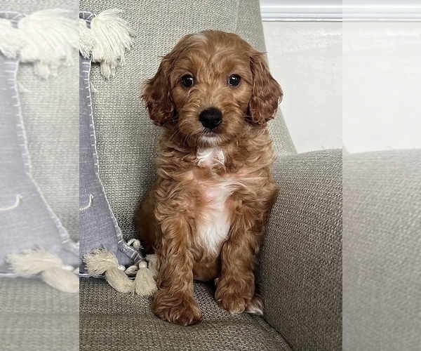 Medium Photo #1 Miniature Bernedoodle Puppy For Sale in MIDDLETOWN, OH, USA