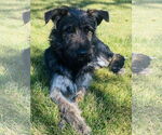 Small #2 Mutt