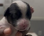 Puppy George Jr YorkiePoo