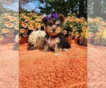 Small #1 Yorkshire Terrier