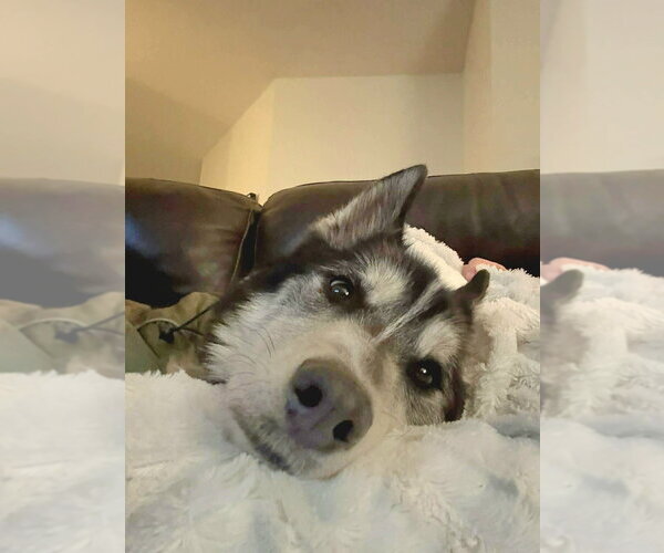 Medium Photo #12 Siberian Husky-Unknown Mix Puppy For Sale in Andover, MN, USA