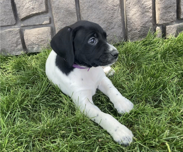 Medium Photo #4 German Shorthaired Lab Puppy For Sale in LIMON, CO, USA