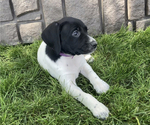 Small #3 German Shorthaired Lab