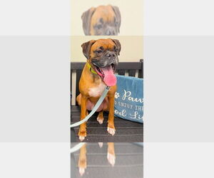 Medium Boxer