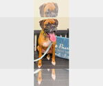 Small Boxer