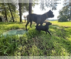 Mother of the Cane Corso puppies born on 04/25/2025