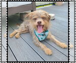Small Photo #2 Norfolk Terrier-Unknown Mix Puppy For Sale in Princeton, MN, USA