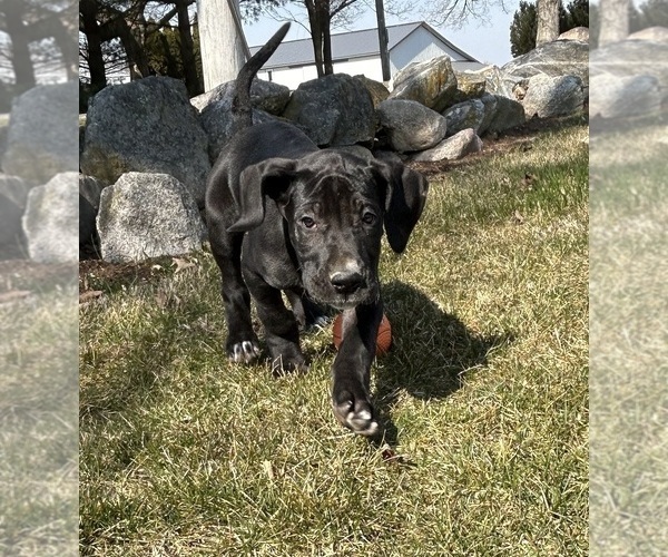 Medium Photo #3 Great Dane Puppy For Sale in MIDDLEBURY, IN, USA