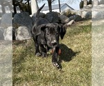 Small Photo #3 Great Dane Puppy For Sale in MIDDLEBURY, IN, USA