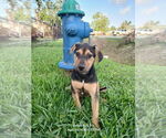 Small #2 Mutt
