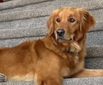 Small Photo #1 Golden Retriever Puppy For Sale in SHINGLE SPRINGS, CA, USA