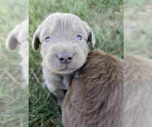 Labrador Retriever Puppy for sale in ROYAL CITY, WA, USA