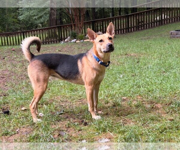 Medium Photo #2 German Shepherd Dog Puppy For Sale in La Grange , NC, USA