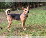 Small #1 German Shepherd Dog