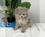 Small Photo #3 Pomeranian Puppy For Sale in FRANKLIN, IN, USA
