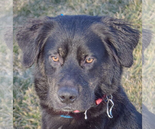 Medium Photo #4 Collie-Unknown Mix Puppy For Sale in Huntley, IL, USA