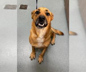 German Shepherd Dog-Unknown Mix Dogs for adoption in Baytown, TX, USA