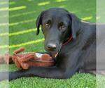 Small #2 Labrador Retriever