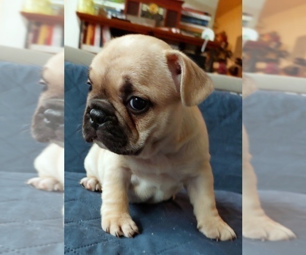 Medium Photo #31 French Bulldog Puppy For Sale in MANHATTAN, NY, USA