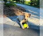 Small #6 Labrador Retriever Mix
