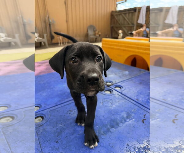 Medium Photo #5 Mutt Puppy For Sale in Orlando, FL, USA