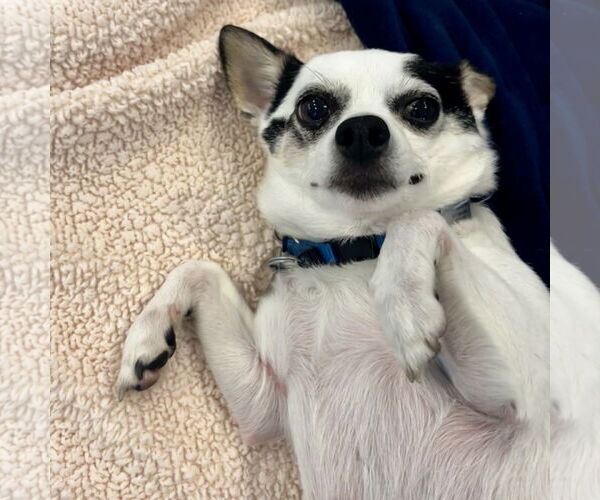 Medium Photo #10 Jack Chi Puppy For Sale in Oakhurst, NJ, USA