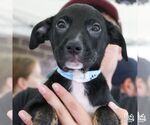 Small #1 Australian Shepherd Mix