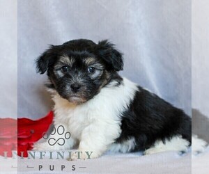 Havanese Puppy for sale in NEWMANSTOWN, PA, USA