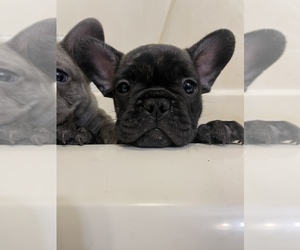 French Bulldog Puppy for Sale in BIG ISLAND, Virginia USA