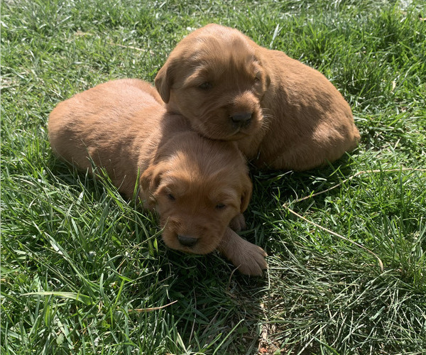Medium Photo #2 Golden Retriever Puppy For Sale in CLEVER, MO, USA