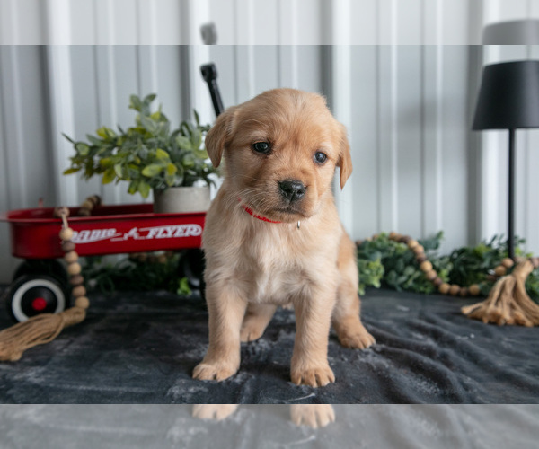 Medium Photo #3 Golden Labrador Puppy For Sale in BEACH CITY, OH, USA