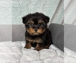 Small #5 YorkiePoo