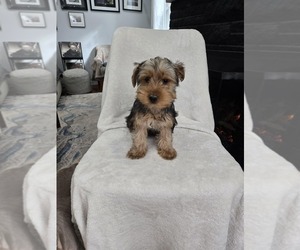 Yorkshire Terrier Puppy for sale in GRAND RAPIDS, MI, USA